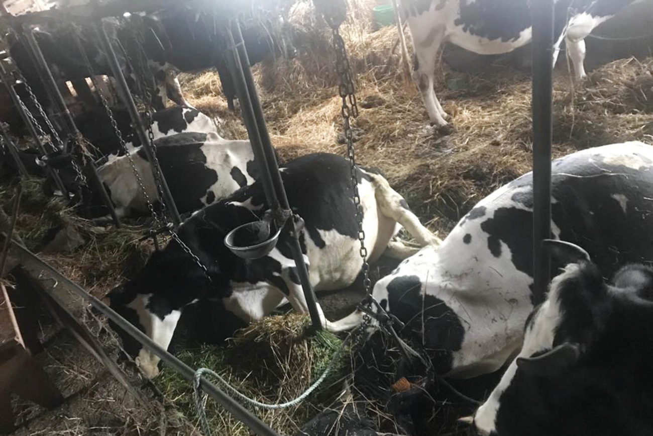 Morren 9 vacas a un veciño de Quintas (Urdilde) intoxicadas por comer estramonio